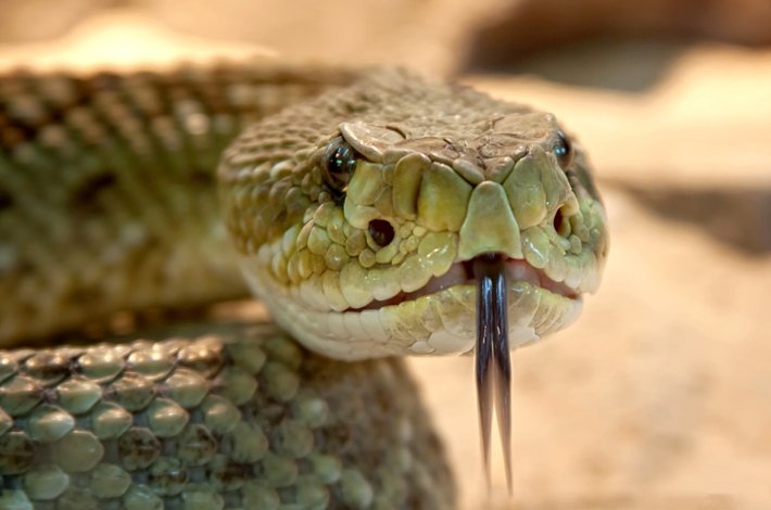 Study finds need for producing region-wise antivenom for snakebite